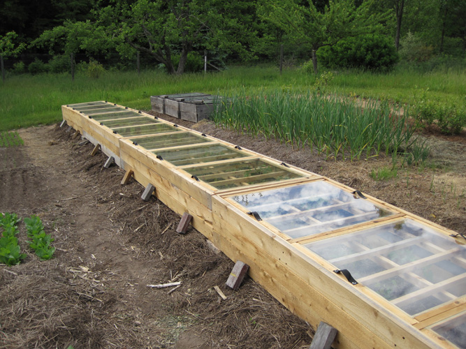 large tomato cold frames with windows