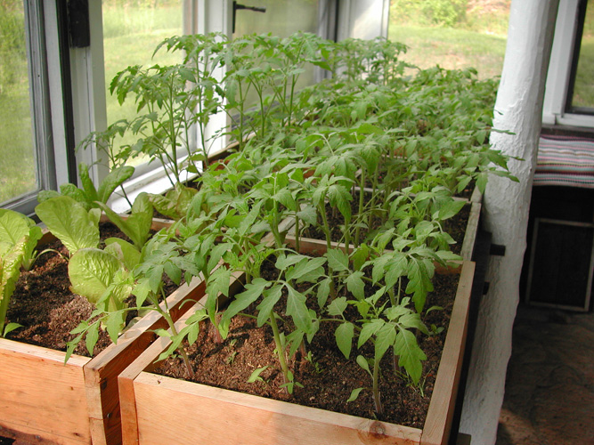 tomato seedlings in greenhouse in May