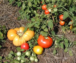 variety of tomatoes