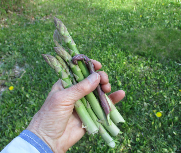 first asparagus shoots of season