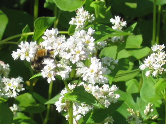 bee in buckwheat flower