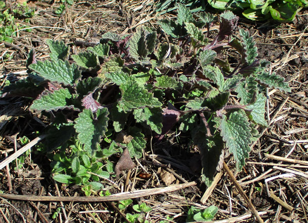 catnip in April