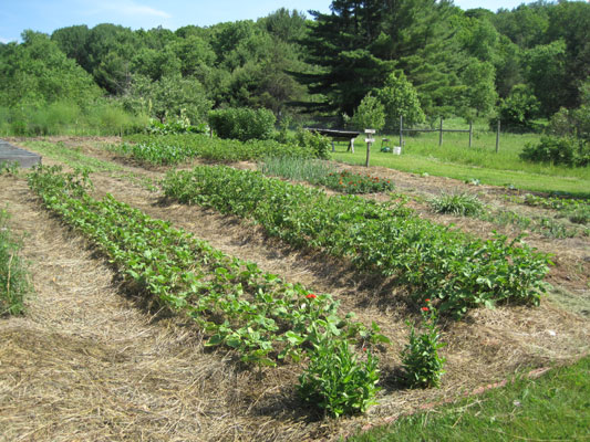 Garden in June 2020