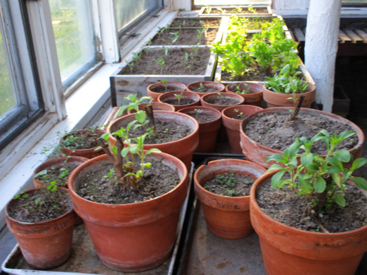 seedlings in greeehouse mid april