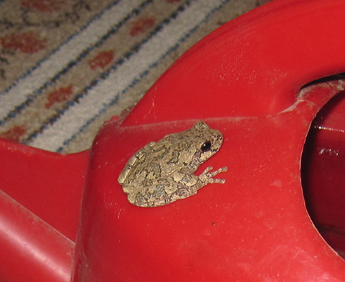 tree frog on watering can