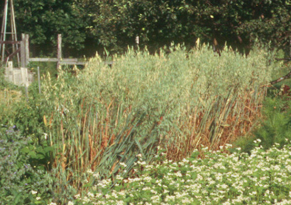 mature oats in garden