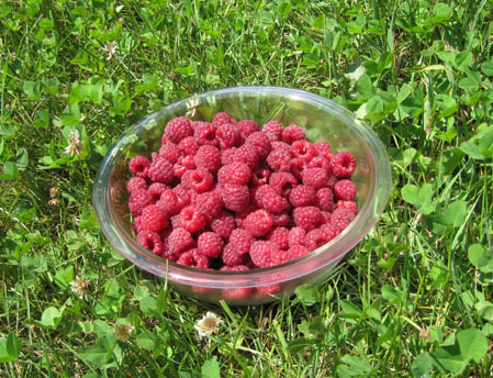 ripe raspberries in bowl