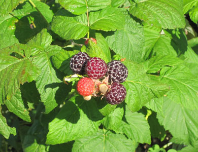 blackcap MacBlack raspberry