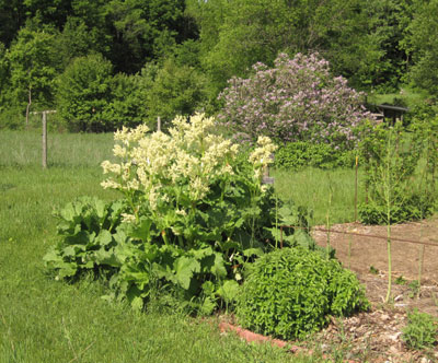 rhubarb flowering