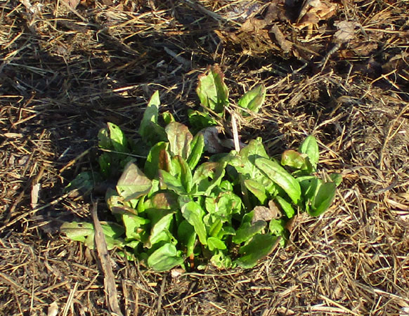 Garden Sorrel in April
