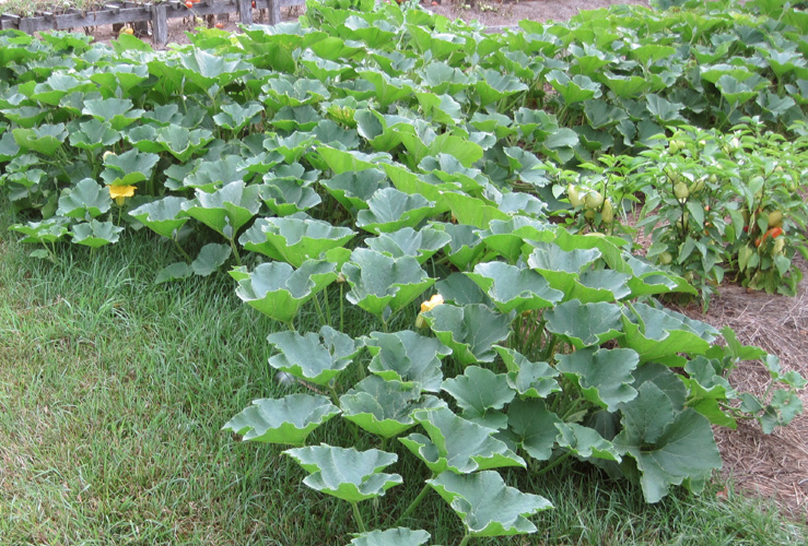 summer squash plants