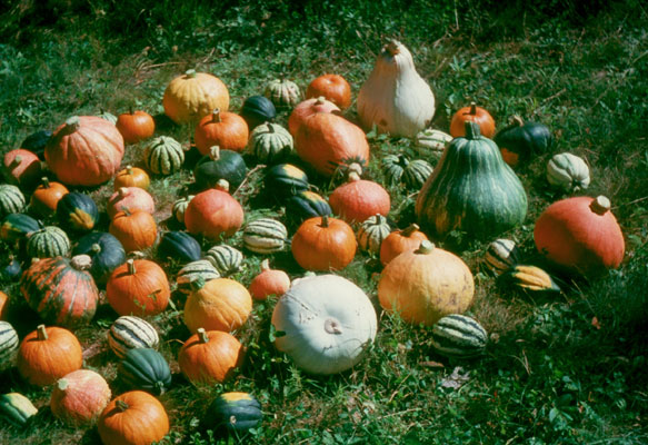 maxima squash heirloom varieties