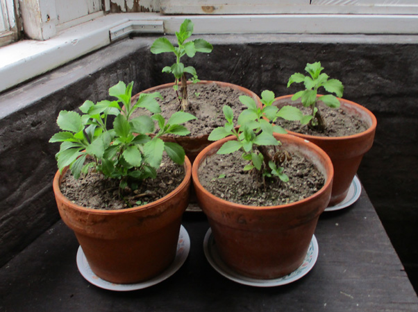 stevia plants in greenhouse April