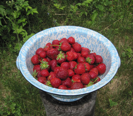 strawberries in collander