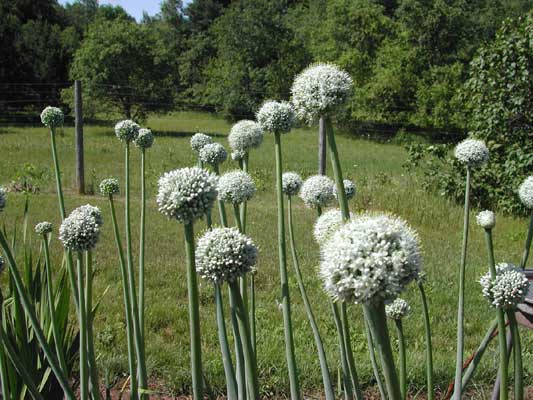 onion seed heads blooming