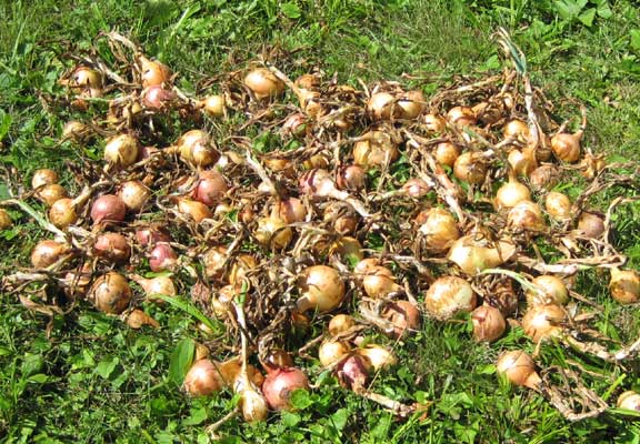 onions curing