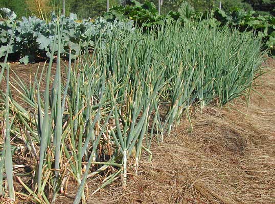 onion plants