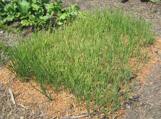 onions planted close for sets