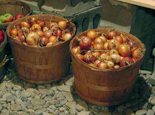 stored onions