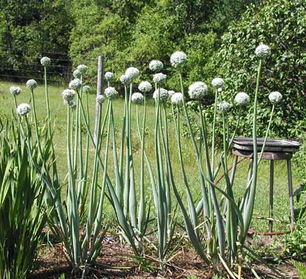 onion blooming for seed