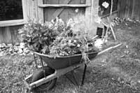 wheelbarrow plants