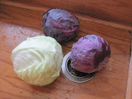 cabbages in sink