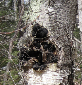 chaga on birch close