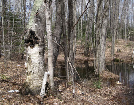 chaga on birch