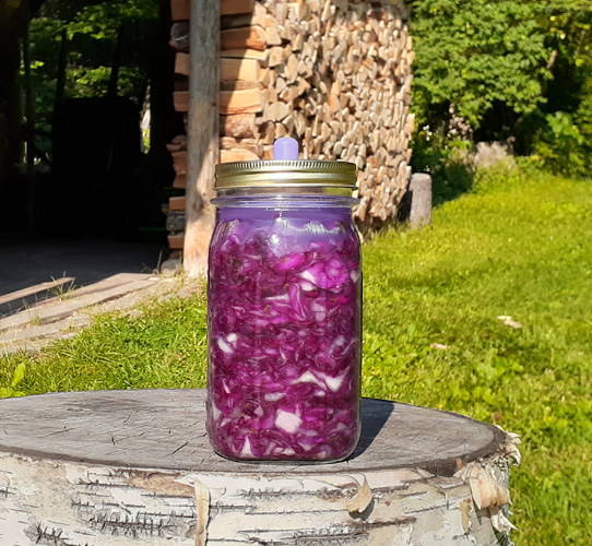 red cabbage kraut quart jar
