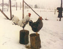 Chickens in Snow