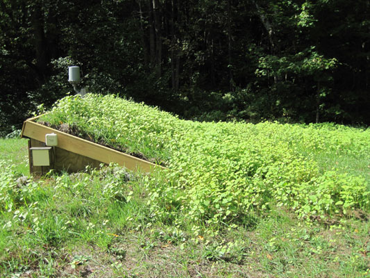 lush planted growth on roof