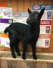 goat kid at Holmquist Feed Mill