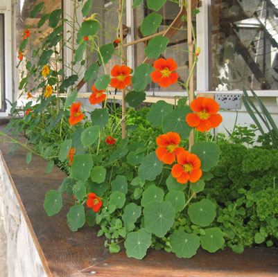 greenhouse nasturtiums more flowers