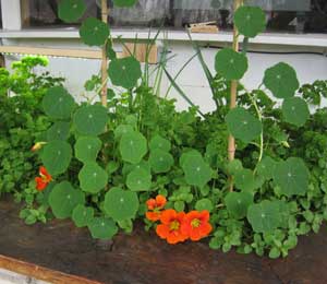 nasturtium flowers greenhouse