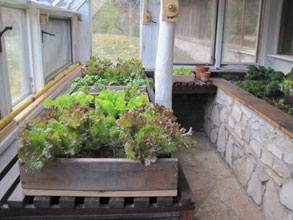 greenhouse lettuce Oct.