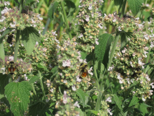 bees in catnip