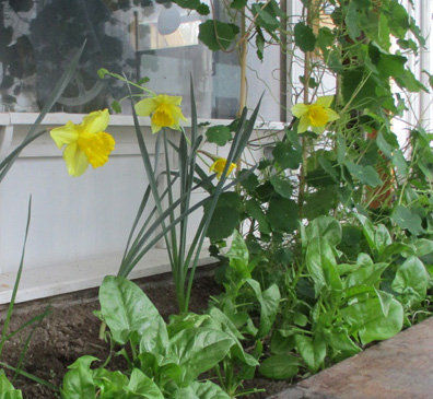 daffodils flowering in greenhouse 3-17-22