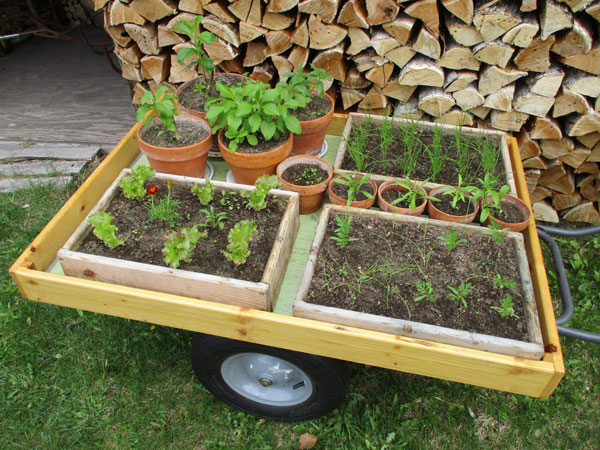 seedlings on cart getting some sun