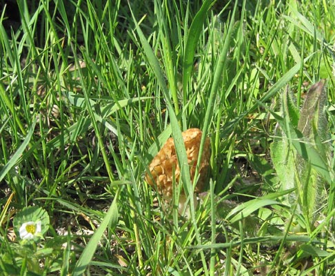 small morel in garden