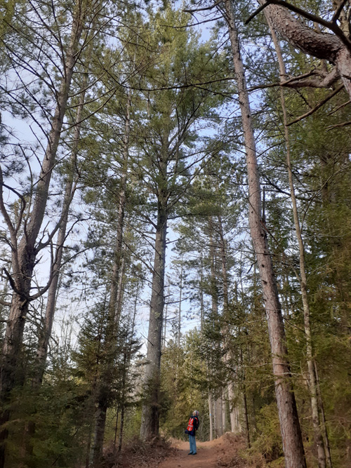 large pines at Days River Pathway
