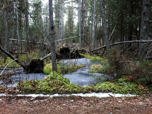 bog at Days River Pathway