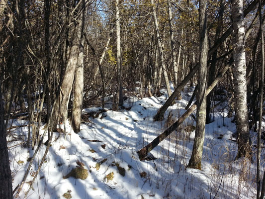 Escanaba Pathway cedars snowshoe trail