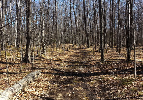 Fayette upper ridge trail March 20