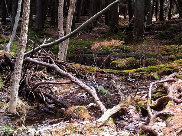 Little Presque Isle marsh