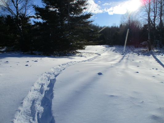 east loop path and pine in snow