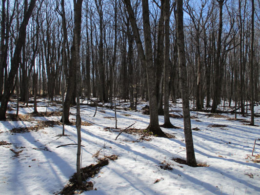 ManyTracks SE woods melting snow, path gone