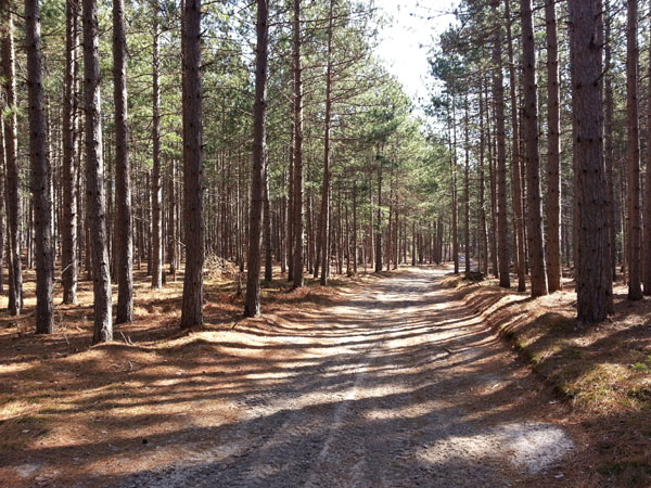 snowmobile-orv trail among red pine plantation
