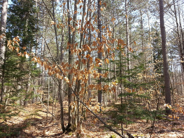 young beeches early April near Thunder Lake Road