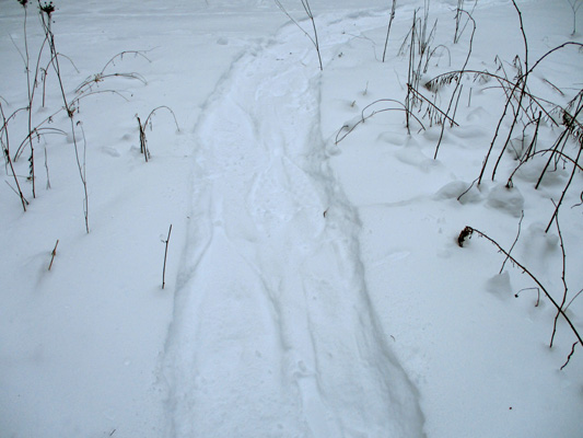 snowshoe tracks in fresh snow
