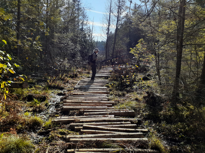 cedar pole walkway over wet ground at McKeever cabin